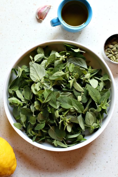 Ingredienti per il pesto di origano fresco